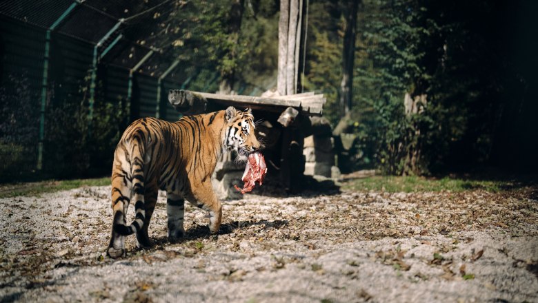 0110_Moststraße_Tierpark-Stadt-Haag_20250929-8289-001, © Moststraße, dochbodnliacht 0110_Moststraße_Tierpark-Stadt-Haag_20250929-8289-001, © Moststraße, dochbodnliacht