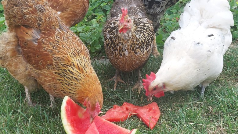 Colorful chicken troop, © 4TatzenHof, Katharina Tatzer Colorful chicken troop, © 4TatzenHof, Katharina Tatzer