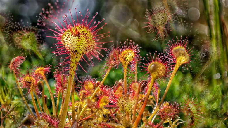 Sundew, © Wolfgang Dolak Sundew, © Wolfgang Dolak