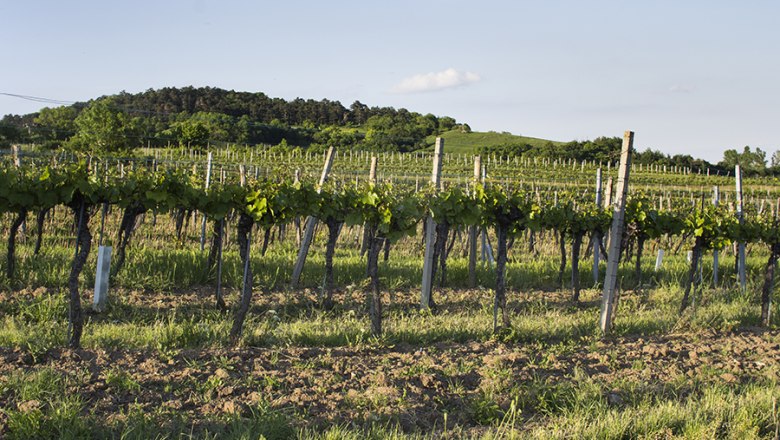 The surroundings, © Hotel Holzinger The surroundings, © Hotel Holzinger