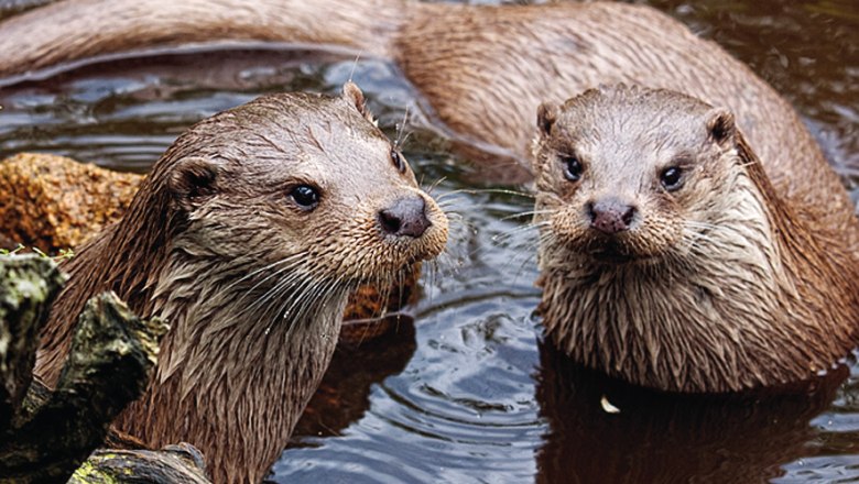 Pair of otters in the UnterWasserReich, © UnterWasserReich Pair of otters in the UnterWasserReich, © UnterWasserReich