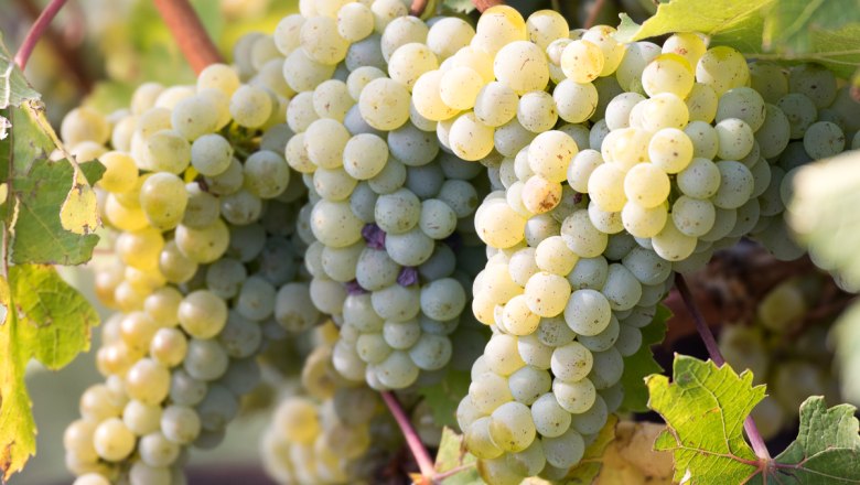 Winemaker for 1 day, © Pferschy-Seper Winemaker for 1 day, © Pferschy-Seper