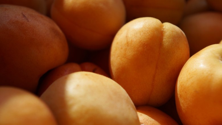 Freshly harvested apricots, © Steve Haider Freshly harvested apricots, © Steve Haider