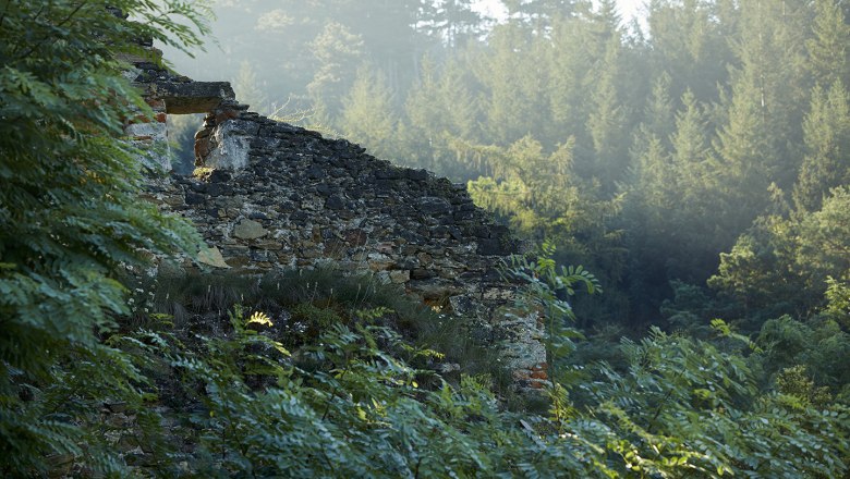 schonbergtourismus_wald_2020-08-22_img_0661_rupertpessl_web, © Rupert Pessl schonbergtourismus_wald_2020-08-22_img_0661_rupertpessl_web, © Rupert Pessl