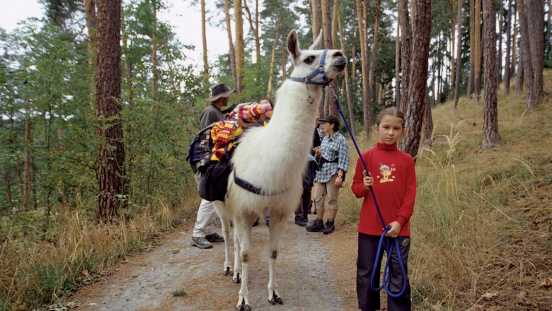 Lámaháton a Waldviertelen keresztül, © JUFA Raabs Lámaháton a Waldviertelen keresztül, © JUFA Raabs