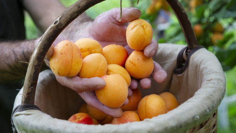 Apricot harvest in the Wachau, © Donau NÖ_Barbara Elser Apricot harvest in the Wachau, © Donau NÖ_Barbara Elser