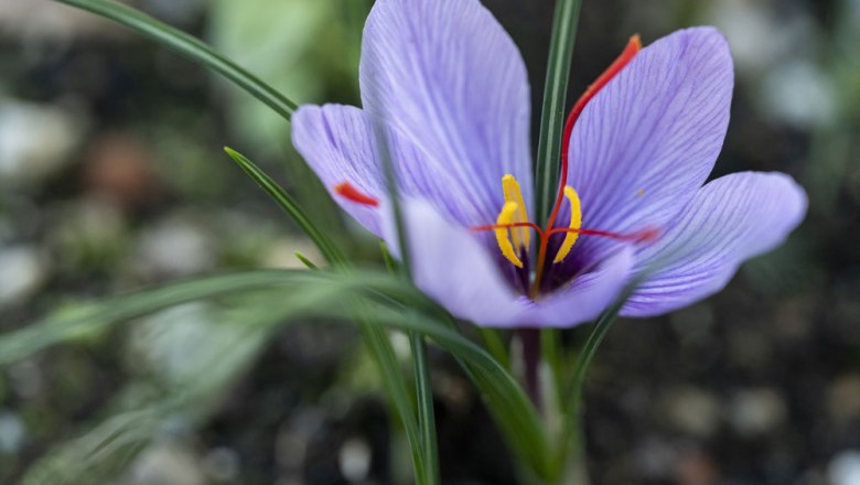 Saffron blossom - from the herb bed straight into the kitchen, © Niederösterreich Werbung/Michael Reidinger Saffron blossom - from the herb bed straight into the kitchen, © Niederösterreich Werbung/Michael Reidinger