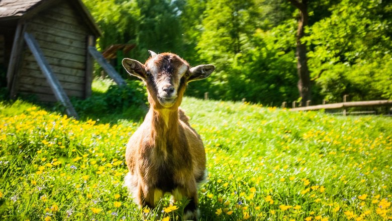 Goat, © Die Hochriess-Distelberger GmbH & Co.KG Goat, © Die Hochriess-Distelberger GmbH & Co.KG