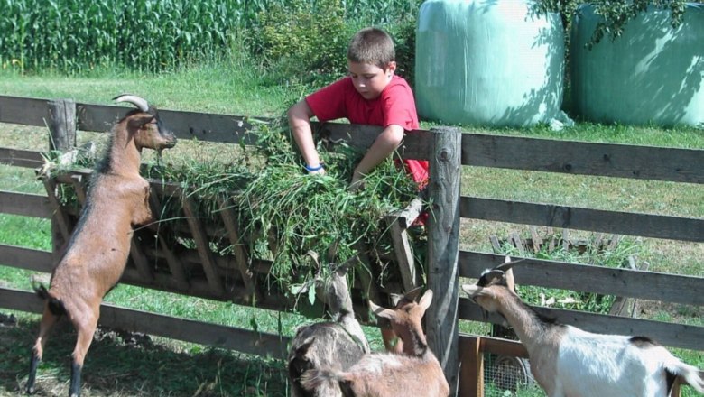 strassbauer_lothspieler_goat_feeding, © Lothspieler strassbauer_lothspieler_goat_feeding, © Lothspieler