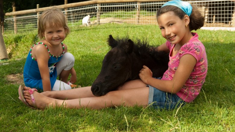 Bárcsak haza vihetném a pónit!, © Wildpark Hochriess Diestelberger Bárcsak haza vihetném a pónit!, © Wildpark Hochriess Diestelberger