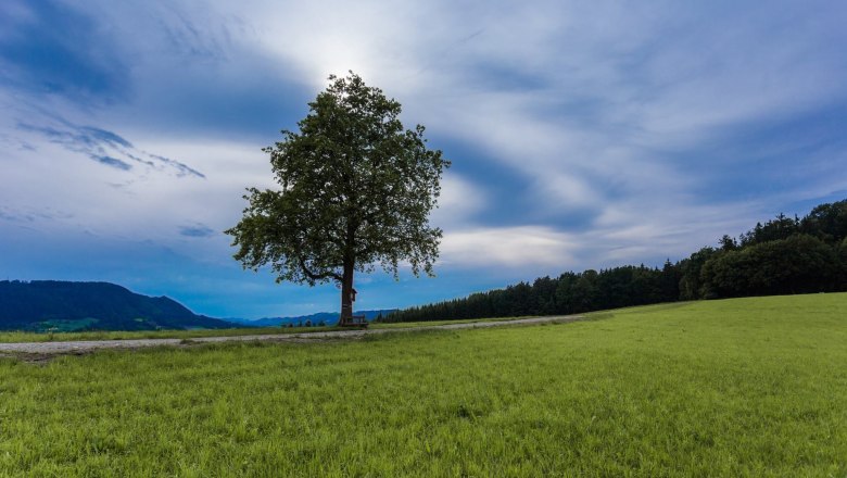 The lonely tree, © monoandmore The lonely tree, © monoandmore