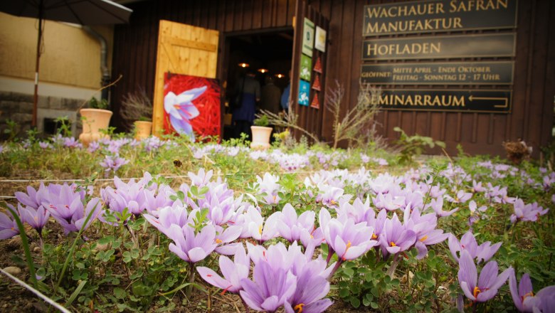 Wachau saffron in the farm store at Dürnstein station, © Wachauer Safran/Bernhard Kaar Wachau saffron in the farm store at Dürnstein station, © Wachauer Safran/Bernhard Kaar