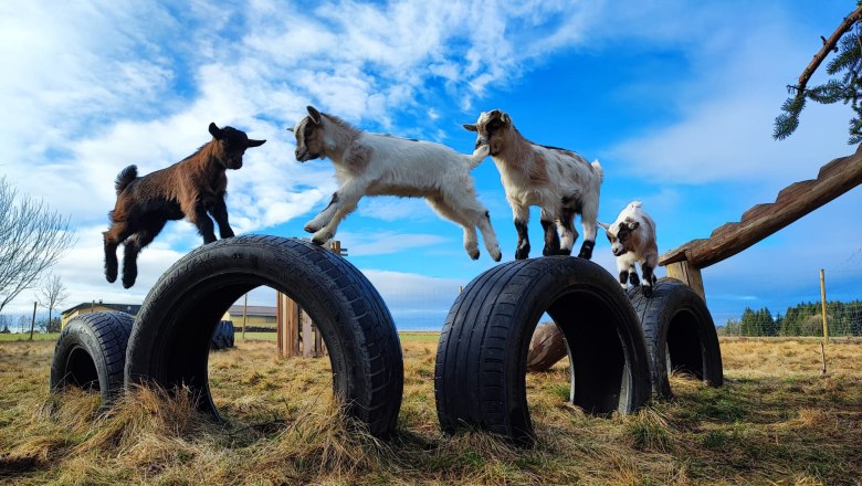 Dwarf goats, © 4TatzenHof, Daniel Tatzer Dwarf goats, © 4TatzenHof, Daniel Tatzer
