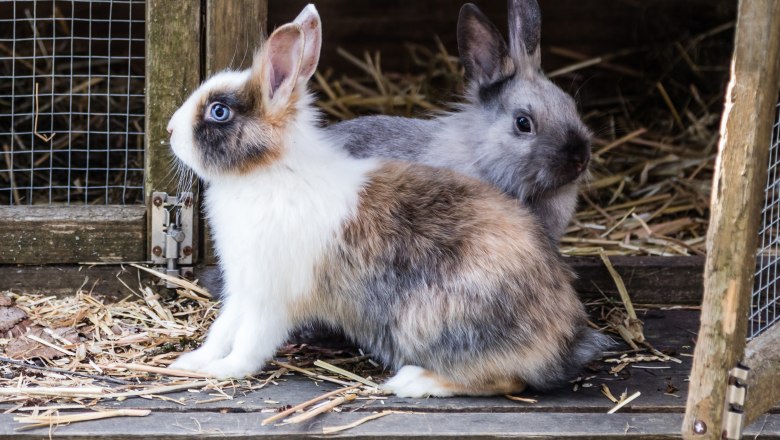 pension-kobichl_hasen_1, © Fred Lindmoser pension-kobichl_hasen_1, © Fred Lindmoser