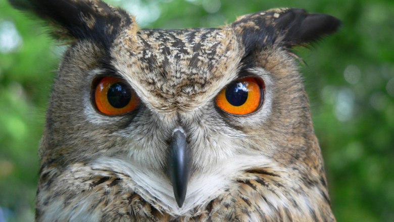 Fülesbagoly, © Erlebnispark Buchenberg Fülesbagoly, © Erlebnispark Buchenberg