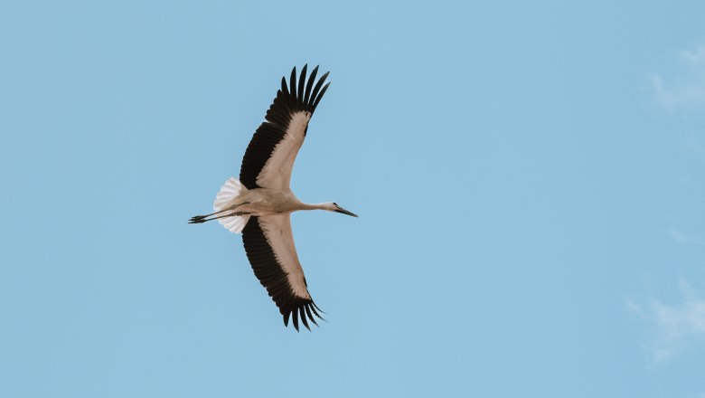 Schloss Marchegg_Störche(c)WTG_nadinechristine__ (5), © Weinviertel Tourismus / Nadine Christine Schloss Marchegg_Störche(c)WTG_nadinechristine__ (5), © Weinviertel Tourismus / Nadine Christine