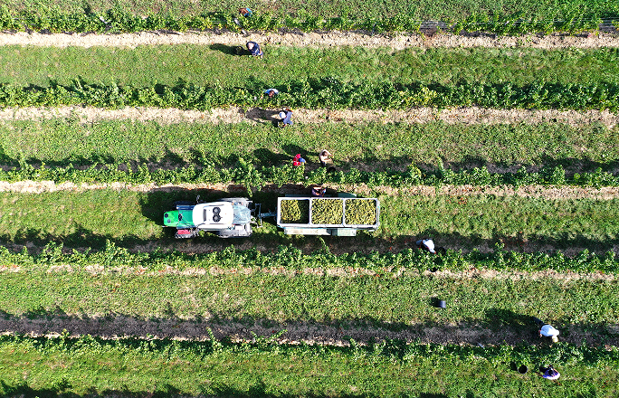 Winemaker for 1 day, © Pferschy-Seper Winemaker for 1 day, © Pferschy-Seper