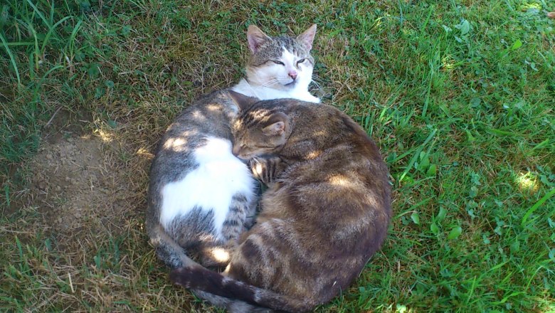 Happy cats at the Feldmühle, © Eßletzbichler Christine Happy cats at the Feldmühle, © Eßletzbichler Christine