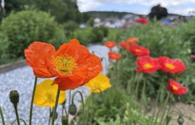 Poppy garden, ornamental poppy, © "Natur im Garten" Poppy garden, ornamental poppy, © "Natur im Garten"
