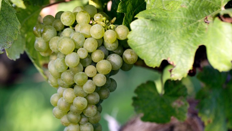 Vine with grape, © Weinviertel Tourismus / Christine Wurnig Vine with grape, © Weinviertel Tourismus / Christine Wurnig