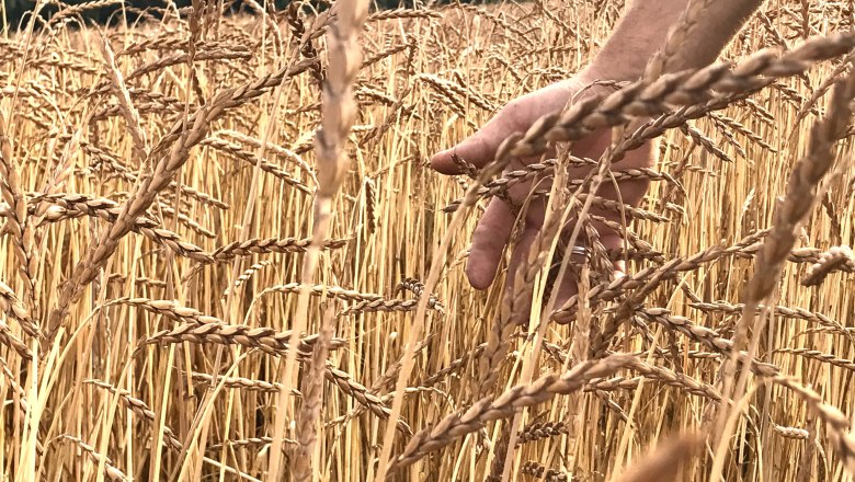 Grain field, © Nordwaldfarm Grain field, © Nordwaldfarm
