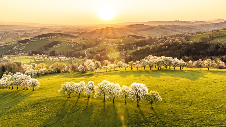 A gyümölcsösök áprilisban virágoznak , © Niederösterreich Werbung/Robert Herbst A gyümölcsösök áprilisban virágoznak , © Niederösterreich Werbung/Robert Herbst