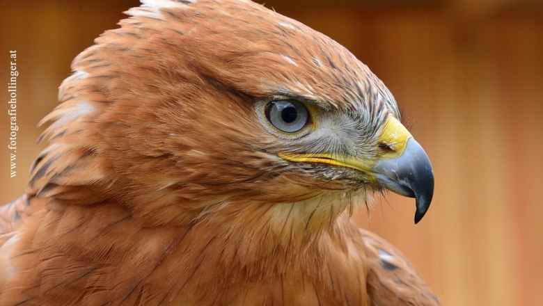 1121_klein(c)Eveline Hollinger, © Eveline Hollinger 1121_klein(c)Eveline Hollinger, © Eveline Hollinger