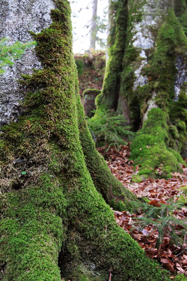 A Wildnisgebiet területe az UNESCO Világörökség része., © weinfranz.at A Wildnisgebiet területe az UNESCO Világörökség része., © weinfranz.at