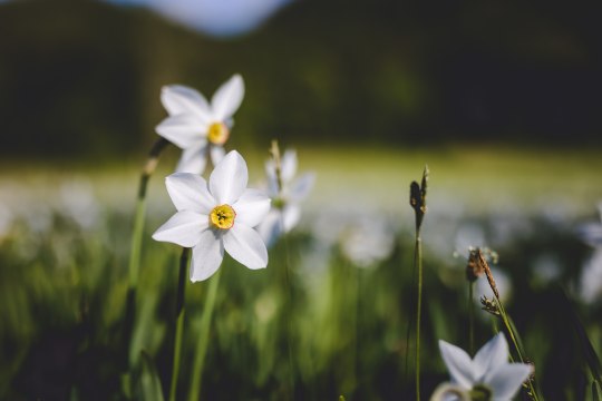 A tavasz kezdete varázslatos., © Fred Lindmoser - fred@lifepictures.at A tavasz kezdete varázslatos., © Fred Lindmoser - fred@lifepictures.at