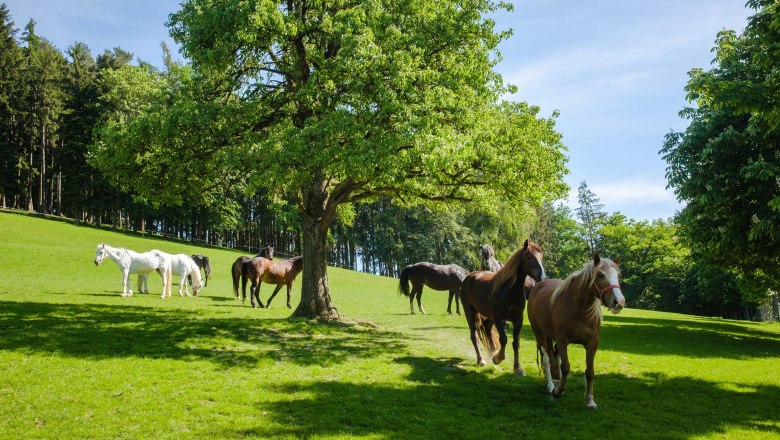 Pferde, © Die Hochriess-Distelberger GmbH & Co.KG Pferde, © Die Hochriess-Distelberger GmbH & Co.KG