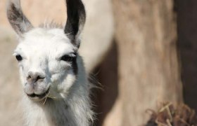 Lama Wiesn, © Ruth Trinkler Lama Wiesn, © Ruth Trinkler