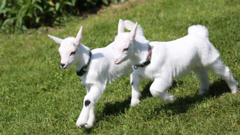 kerndlerhof_goats_black_koenigat, © Kerndlerhof kerndlerhof_goats_black_koenigat, © Kerndlerhof