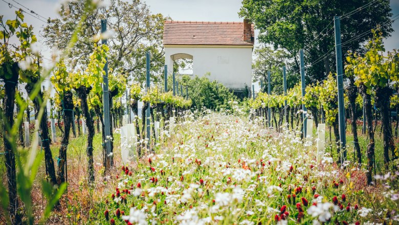 Hiata hut on the Lindenberg, © Christian Husar Hiata hut on the Lindenberg, © Christian Husar