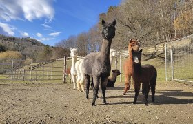 Alpaca enclosure at the Lechner adventure farm, © Alpakafarm und Erlebnisbauernhof Lechner Alpaca enclosure at the Lechner adventure farm, © Alpakafarm und Erlebnisbauernhof Lechner