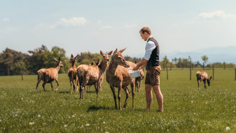 Patrick Langthaler feeding red deer, © Niederösterreich Werbung/Daniela Führer Patrick Langthaler feeding red deer, © Niederösterreich Werbung/Daniela Führer