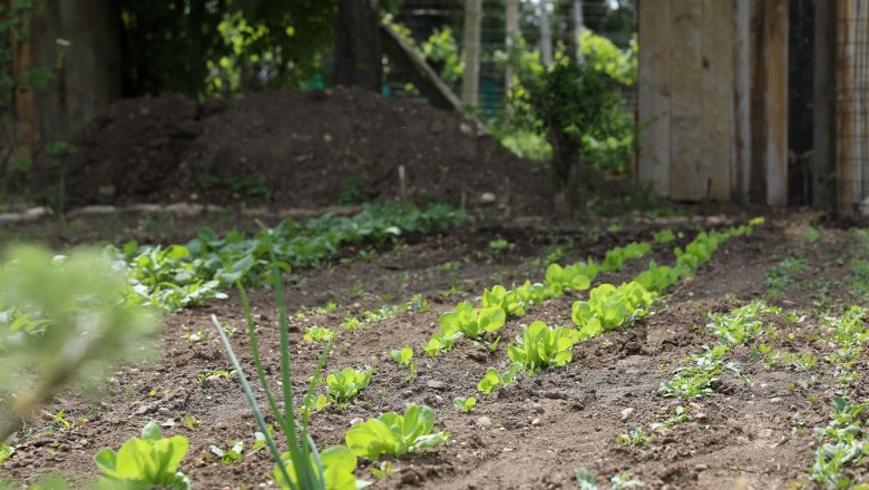 Heart store Petronell-Carnuntum, Beet, © Katharina Schiffl Heart store Petronell-Carnuntum, Beet, © Katharina Schiffl