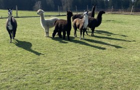 Our alpacas and llamas, © ALZV-Rudolf Bauer, MBA Our alpacas and llamas, © ALZV-Rudolf Bauer, MBA