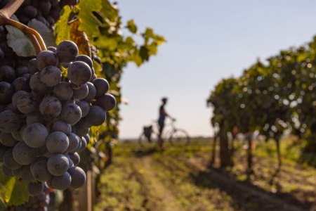 EuroVelo 13, © Niederösterreich Werbung/ Franziska Consolati EuroVelo 13, © Niederösterreich Werbung/ Franziska Consolati