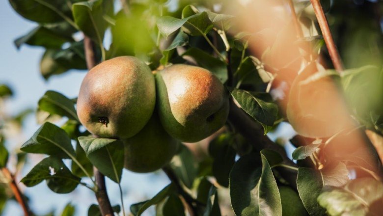 Altenriederer fruit farm, © Monika Jungwirth, Karma & Pitch Altenriederer fruit farm, © Monika Jungwirth, Karma & Pitch