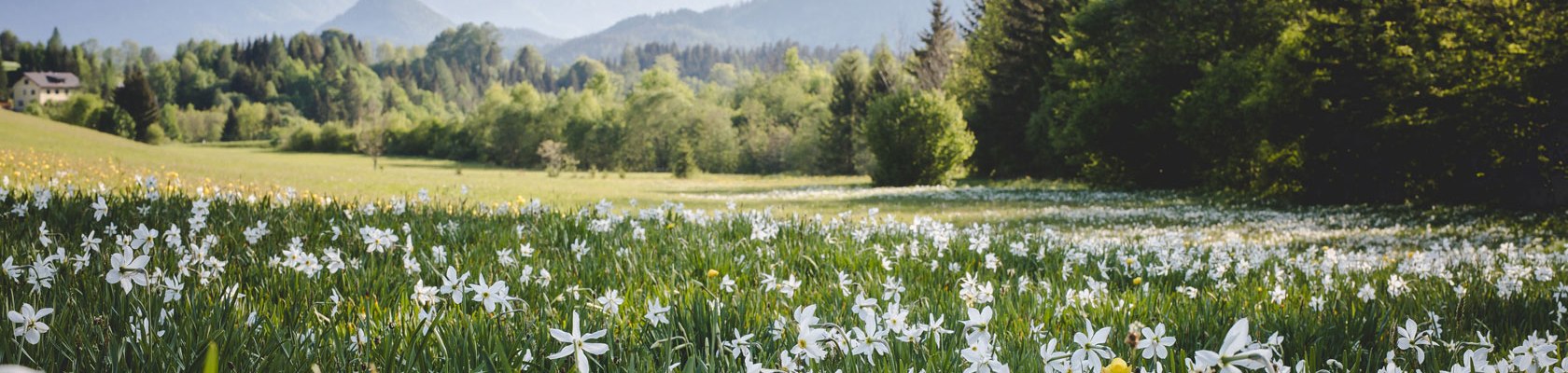 Keyvisual Frühling Narzissenblüte, © Fred Lindmoser - fred@lifepictures.at Keyvisual Frühling Narzissenblüte, © Fred Lindmoser - fred@lifepictures.at