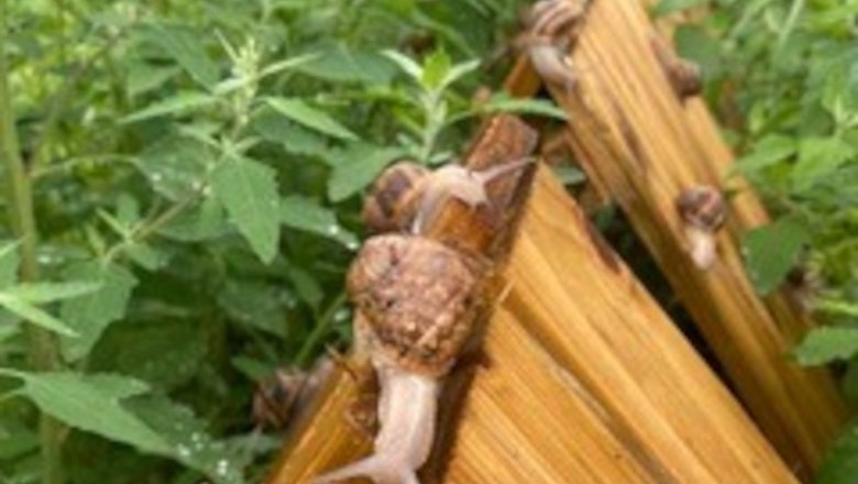 In the snail enclosure, © Weinviertler Weinbergschnecke In the snail enclosure, © Weinviertler Weinbergschnecke
