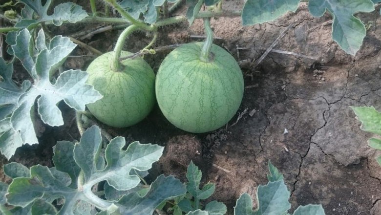 Melons in the field, Brucker melons, © Lukas Windholz Melons in the field, Brucker melons, © Lukas Windholz