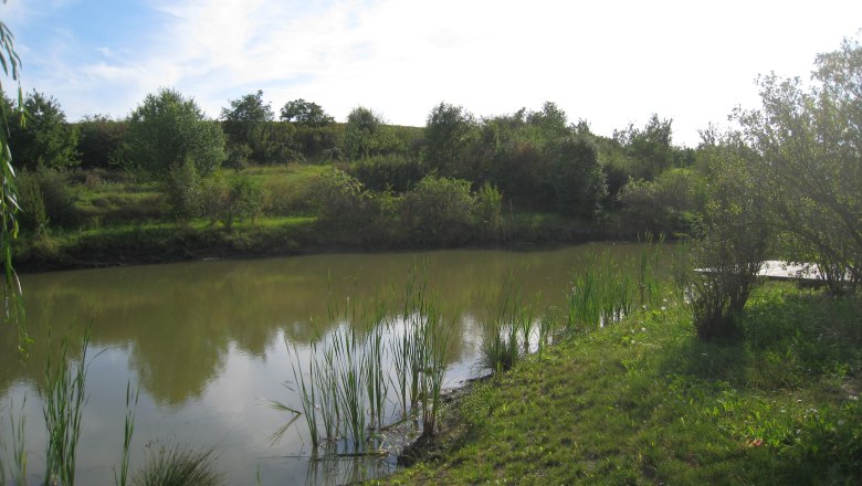 Wetland biotope in Nappersdorf, © Marktgemeinde Nappersdorf-Kammersdorf Wetland biotope in Nappersdorf, © Marktgemeinde Nappersdorf-Kammersdorf