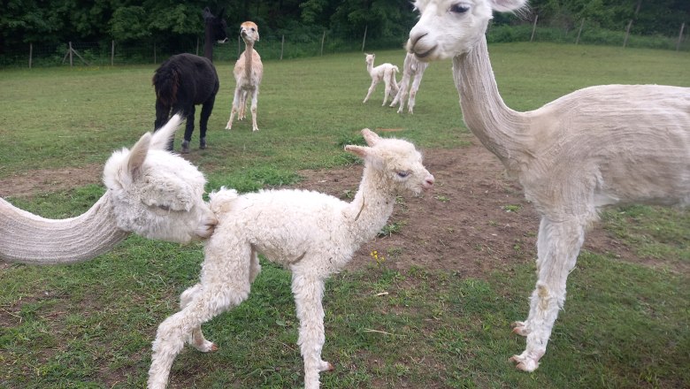 Alpkahof Klosterneuburg, © Alpakahof Klosterneuburg Alpkahof Klosterneuburg, © Alpakahof Klosterneuburg