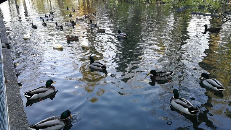 Hammerpark Enten, © Roman Zöchlinger Hammerpark Enten, © Roman Zöchlinger
