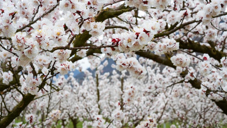 Blooming apricot trees in the Wachau, © Donau NÖ_Barbara Elser Blooming apricot trees in the Wachau, © Donau NÖ_Barbara Elser