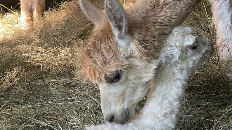 Alpakahof Klosterneuburg, © Alpakahof Klosterneuburg Alpakahof Klosterneuburg, © Alpakahof Klosterneuburg