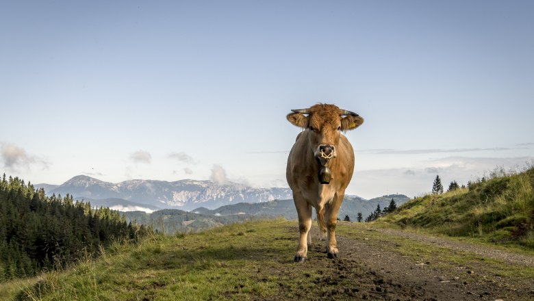 Der richtige Umgang mit Weidevieh. , © Robert Herbst Der richtige Umgang mit Weidevieh. , © Robert Herbst