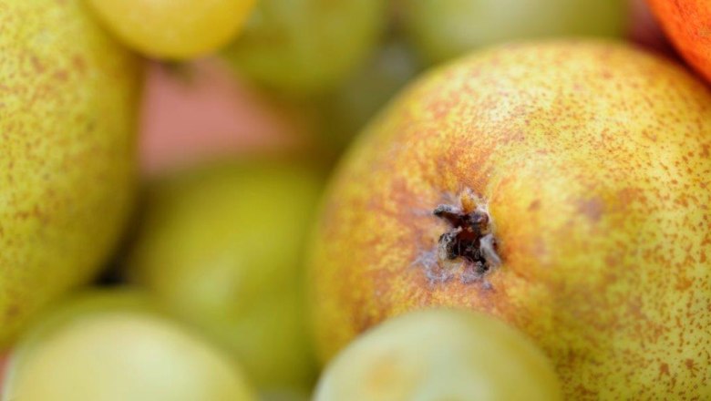 mostbirne_kerndler-58-by-stevehaidercom-09, © Steve Haider mostbirne_kerndler-58-by-stevehaidercom-09, © Steve Haider