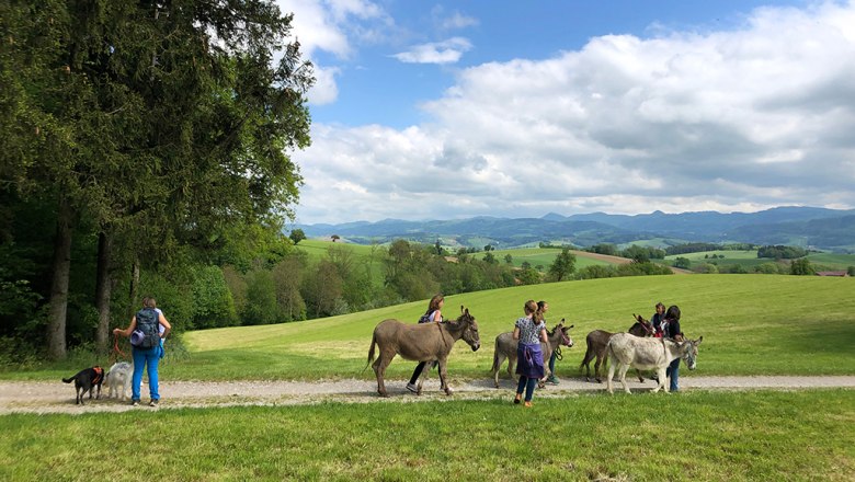 Szam&aacute;rt&uacute;r&aacute;z&aacute;s az Esperanza farmon, &copy; Mag.a Martina Kotzina, Esperanza- Zentrum f&uuml;r tierunterst&uuml;tzte P&auml;dagogik
